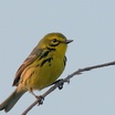 Prairie Warbler